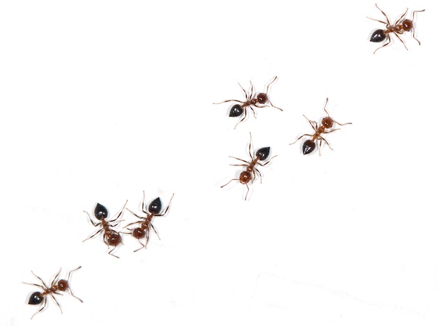 A-Homeowners-Guide-to-Pavement-Ants