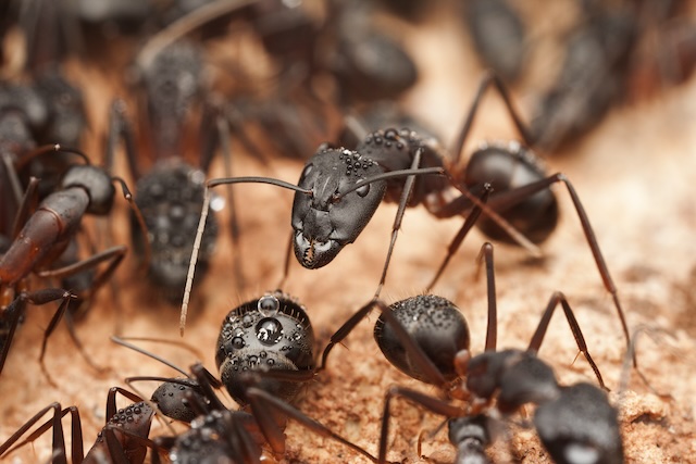 Ant-Proof-Your-Castle-Protecting-Your-Home-from-Ant-Invaders