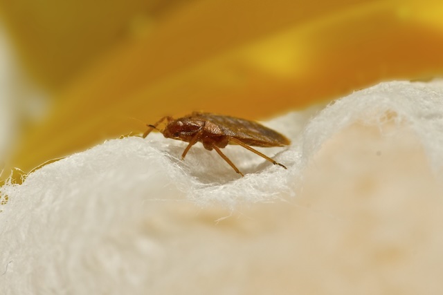 Bed-Bug-Eggs-Hiding-in-Plain-Sight