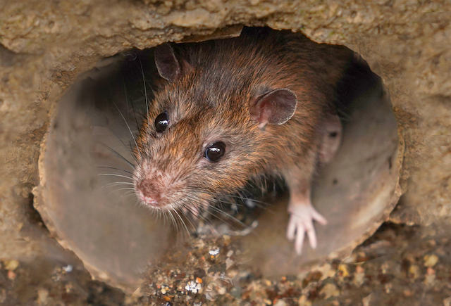 Behind-the-Walls-Exploring-the-Secret-Lives-of-Residential-Rats