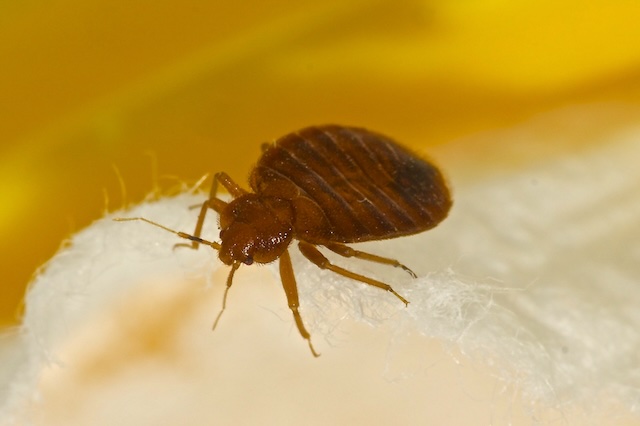 Can-Bed-Bugs-Survive-in-Your-Car-Prevention-Tips