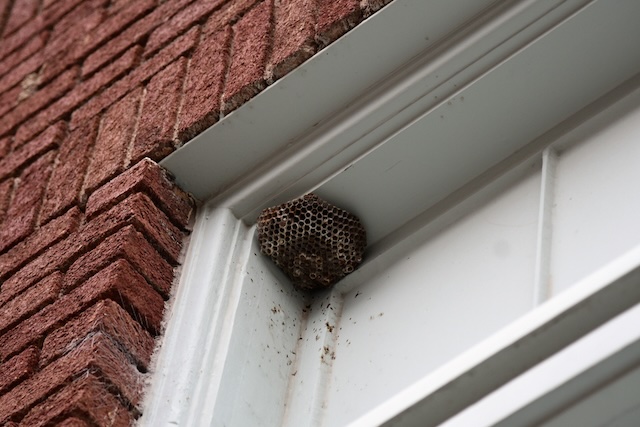 Common-Wasp-Nest-Locations-and-How-to-Address-Them