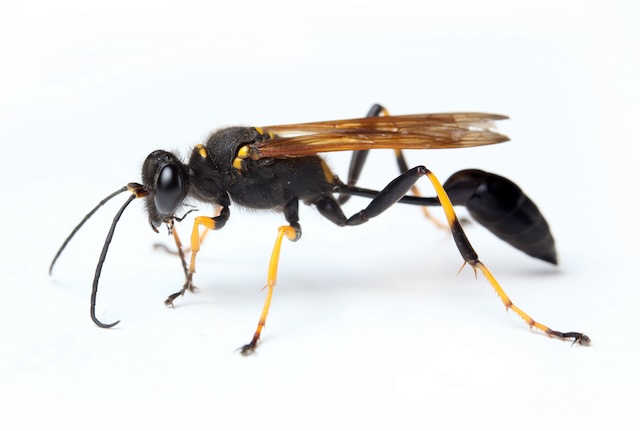 Common-Wasp-Species-in-Ontario