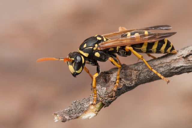 Guarding-Your-Garden-Eco-Friendly-Pest-Control-for-Wasp-Management