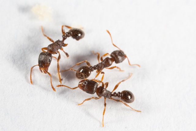 How-To-Protect-Your-Home-From-Carpenter-Ants