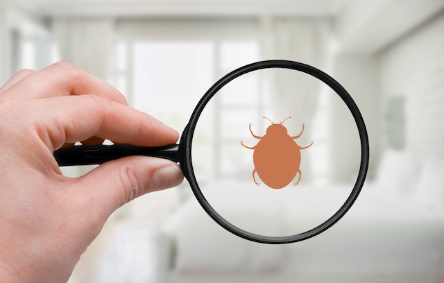 How-to-Choose-the-Right-Pest-Control-Service-for-Bed-Bugs