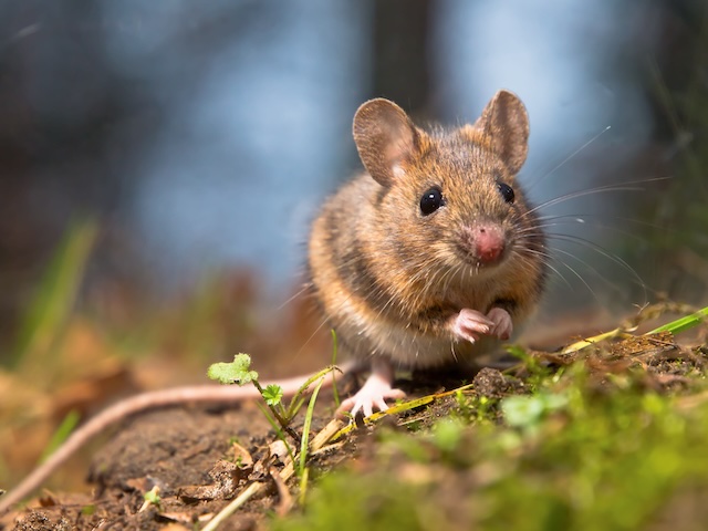 Inside-the-Mind-of-a-Mouse-Understanding-House-Mouse-Behavior