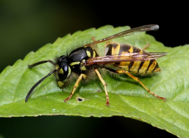 Keeping-Wasps-Away-from-Your-Picnic-Outdoor-Dining-Strategies