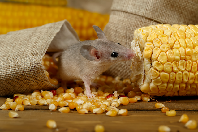 Kitchen-Nightmares-Dealing-with-Mice-in-Your-Pantry