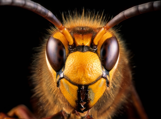 Managing-Wasp-Problems-In-Your-Backyard