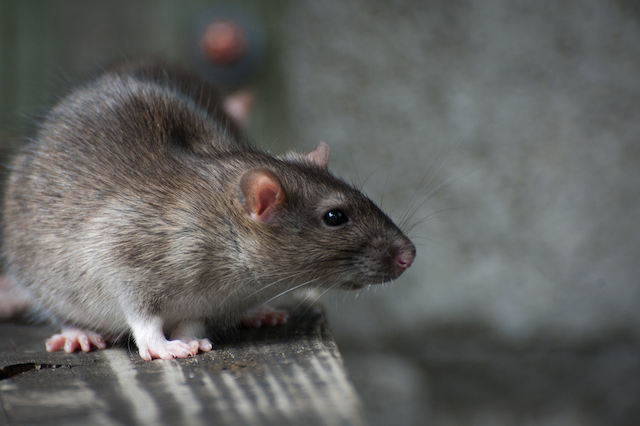 Masters-of-Mischief-The-Biology-and-Habits-of-Home-Invading-Rats