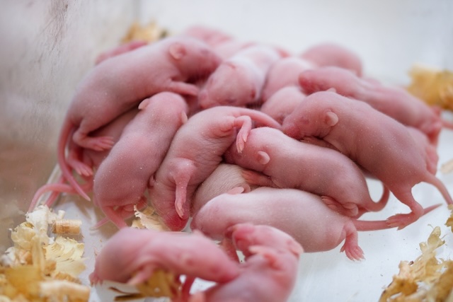 Mouse-Moms-and-Babies-Understanding-House-Mouse-Reproduction-Rates