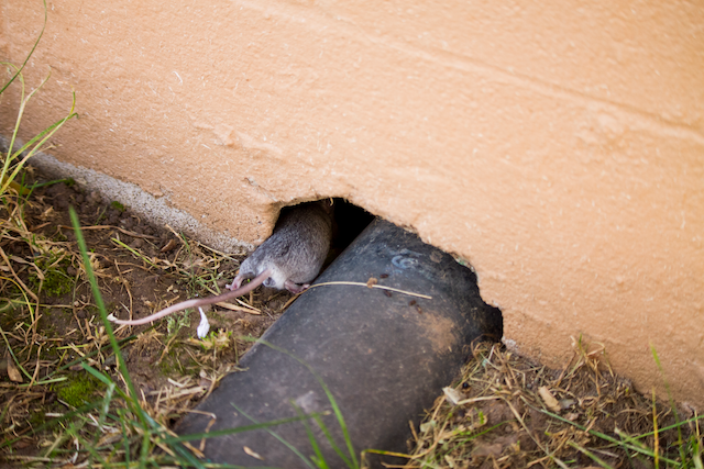 Mouse-Proofing-Your-Home-A-Step-By-Step-Guide-to-Securing-Entryways