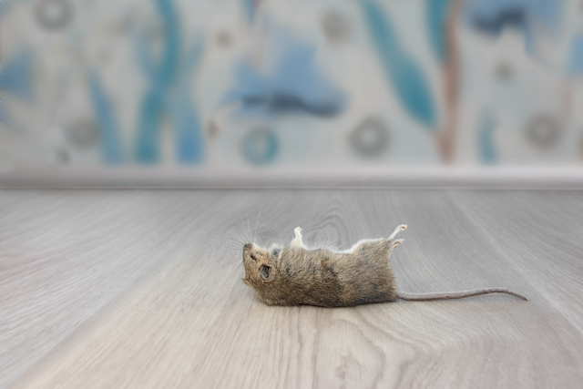 Mouse-Proofing-for-All-Seasons-Year-Round-Strategies-for-a-Mouse-Free-Home