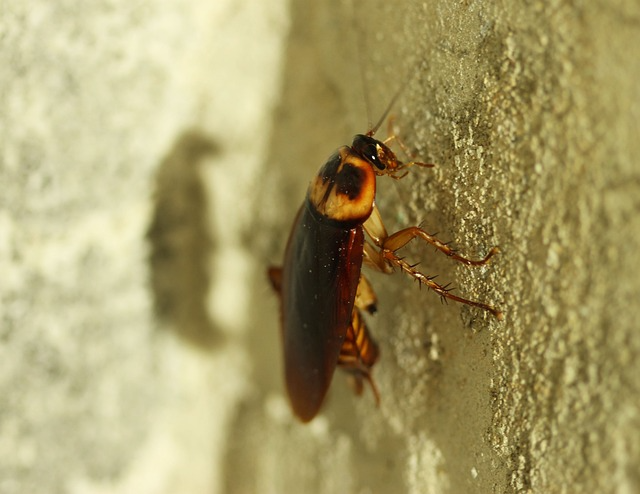 Pest-Proofing-Your-Space-Preventing-German-Cockroach-Infestations