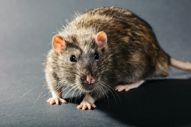 Rat-Rampage-Understanding-Why-Rats-Make-Terrible-House-Guests