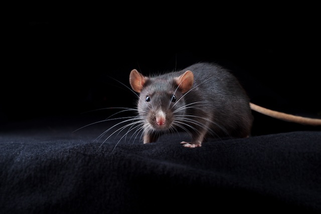 Rat-Senses-The-Key-to-Their-Survival