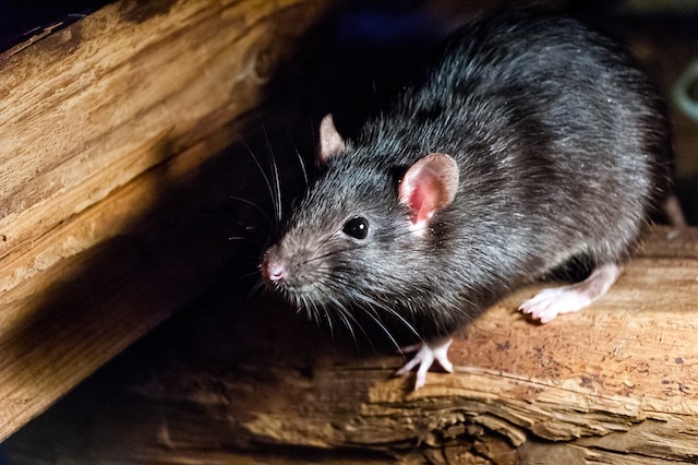 Rats-in-the-Crawlspace-How-to-Stop-Burrowing-Rats