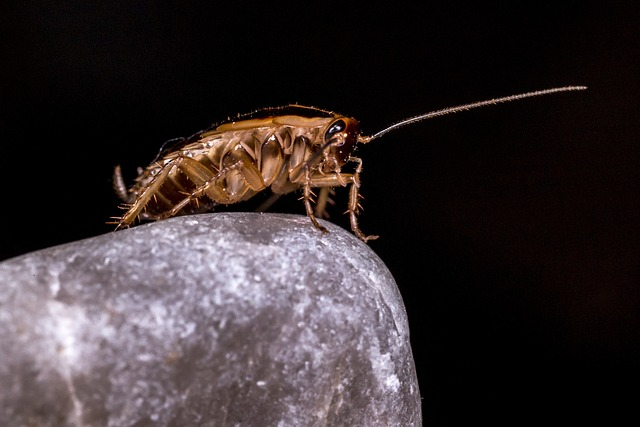 Roach-Reconnaissance-Spotting-German-Cockroach-Hideouts