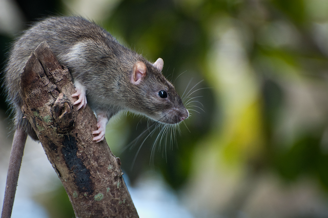 Rodent-Roulette-How-to-Spot-and-Solve-Common-Rat-Infestations