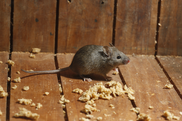 Silent-Intruders-Identifying-Early-Signs-of-Mouse-Infestations