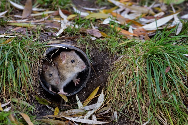 The-Battle-of-the-Rats-Strategies-for-a-Rat-Free-Home