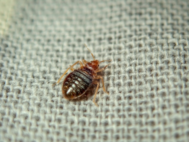 The-Bed-Bug-Epidemic-Why-Are-They-Spreading