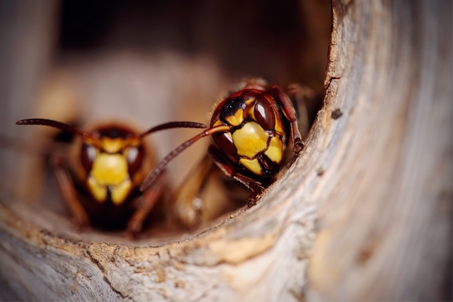 The-Benefits-of-Professional-Wasp-Nest-Removal