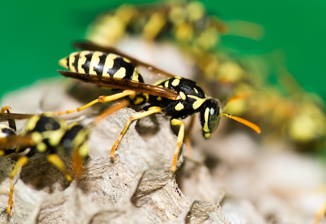 The-Buzz-on-Wasps-Understanding-these-Stinging-Insects