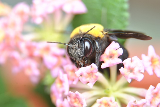 The-Role-of-Wasps-in-Ecosystems-More-than-Just-Pests