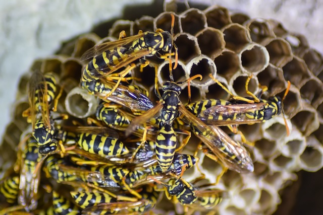 The Wasp Lifecycle: From Egg to Adult - Pest Control Barrie