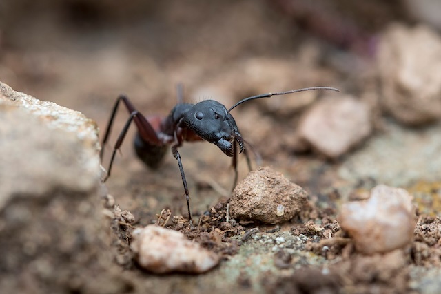 Understanding-Residential-Infestations-of-Carpenter-Ants