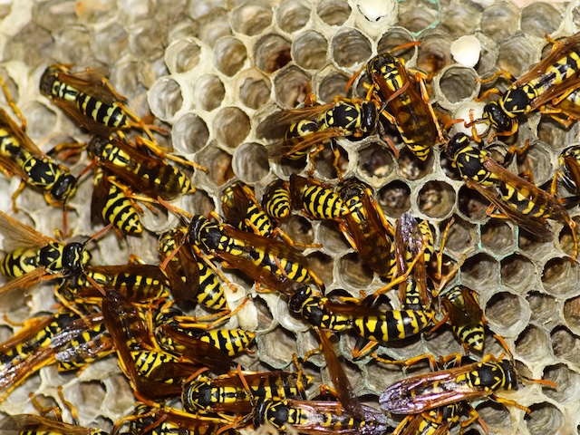 Wasp-Control-Tips-for-Restaurant-Patios