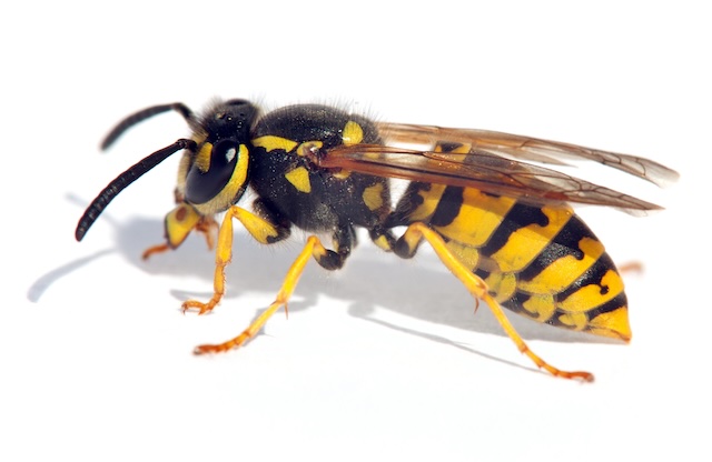 Wasp-Infestation-Signs-and-What-to-Do-About-Them
