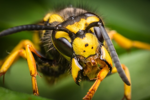 Wasp Myths Separating Fact From Fiction Pest Control Barrie