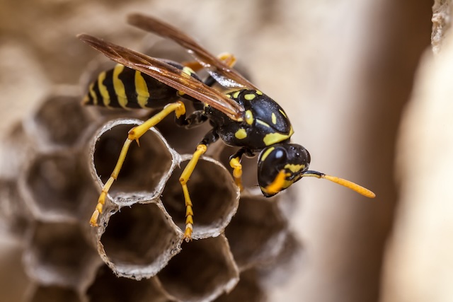 Wasp-Nest-Identification-A-Visual-Guide