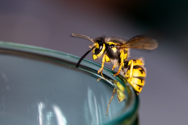 Wasp-Traps-Do-They-Work-and-How-to-Use-Them