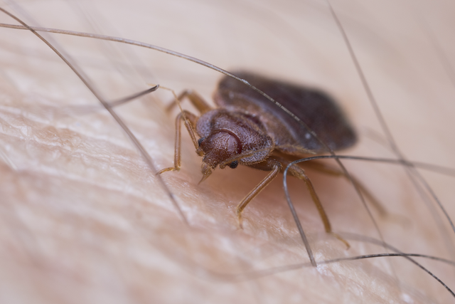 Battling-Bed-Bugs-A-Homeowners-Guide-to-Effective-Control-Methods