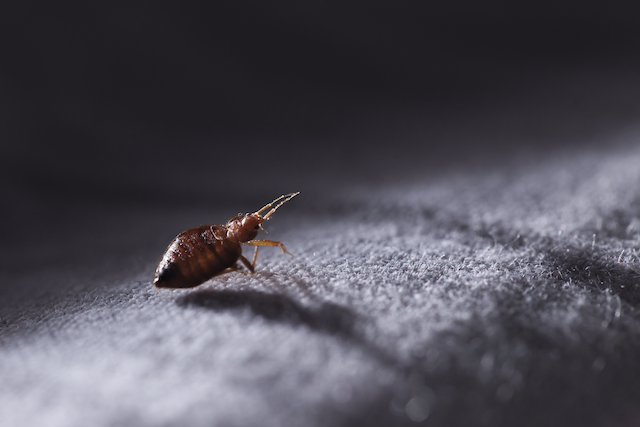 From-Heat-to-Chemicals-Exploring-the-Science-Behind-Different-Bed-Bug-Treatment-Options