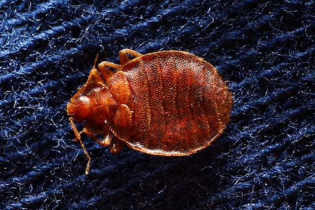 Sleep-Soundly-Again-Ultimate-Checklist-for-Bed-Bug-Prevention